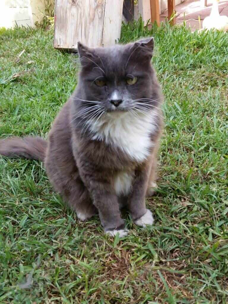 Pal 2015 gray and white cat.