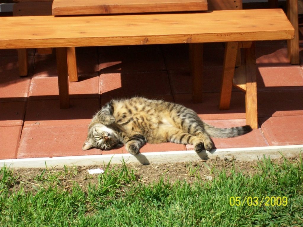 Rocket. a gray tabby cat enjoying the sun. sun hitting her belly