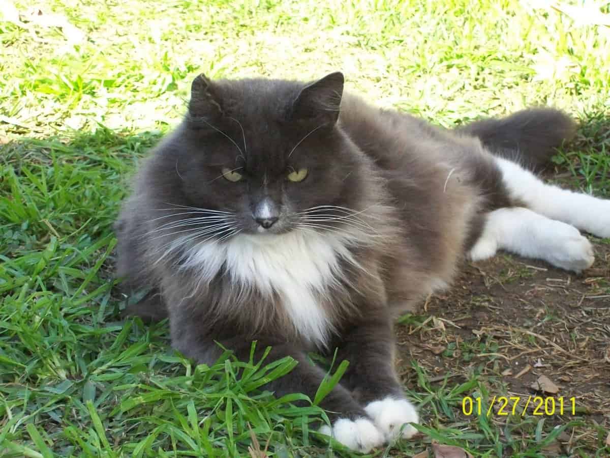 pal on grass gray and white cat on grass