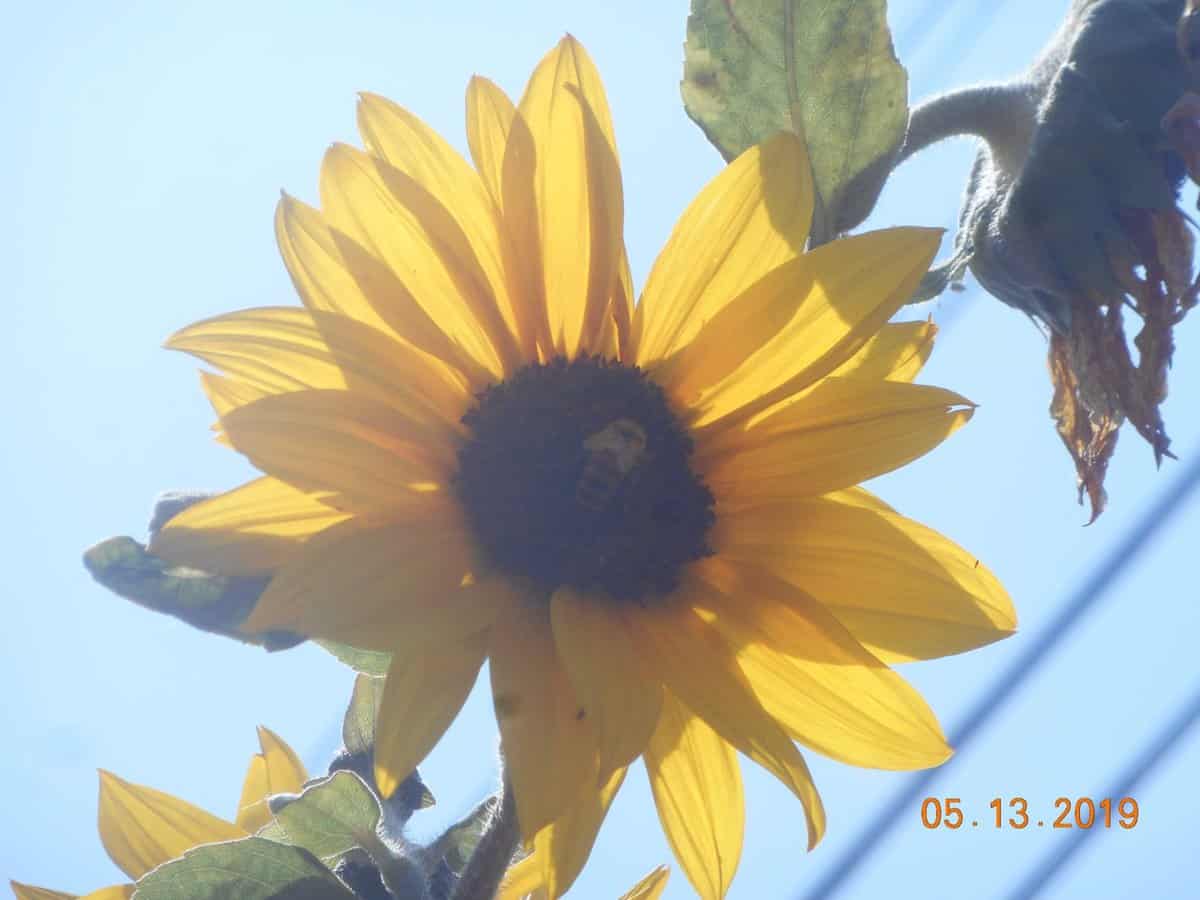 bee on sunflower