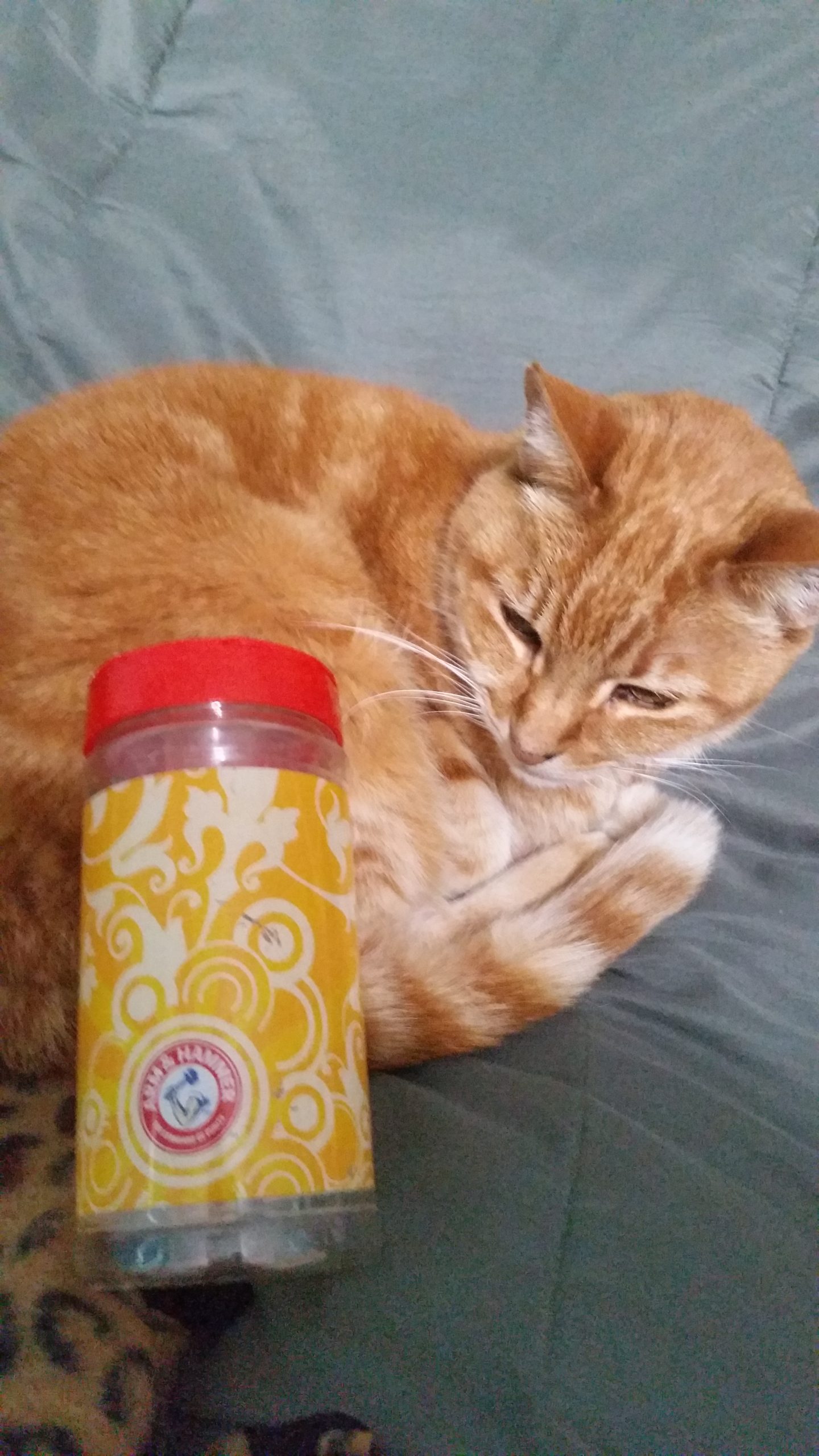 Sophie with an Arm and Hammer shaker