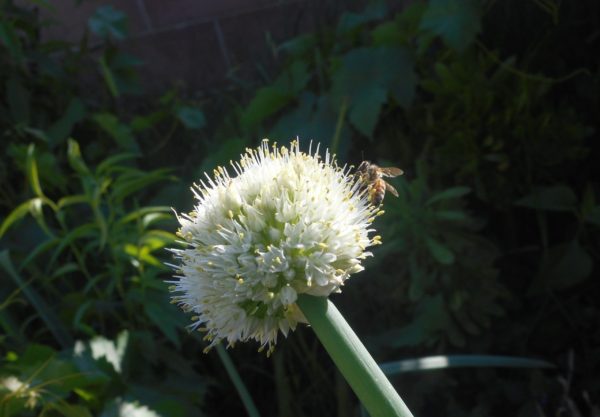 a bee on a onion blossom. Honey bee on a white onion blossom.