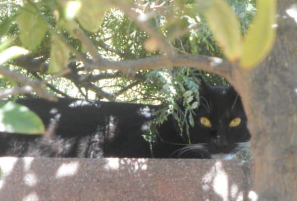 Boots resting on the wall under the lemon tree. A black and white cat resting on a wall.