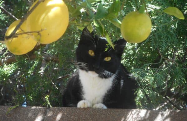 boots hiding under the lemon tree. Black and white cat surrounded by lemons.