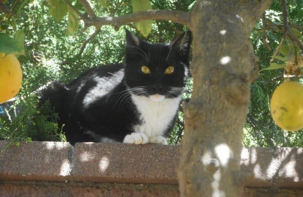 boots hiding under the lemon tree. Black and white cat shaded by a lemon tree.