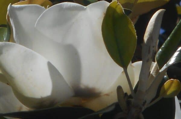 close up magnolia bloom side view. sunlit petals. white petals surrounded by grey branches and green leaf.