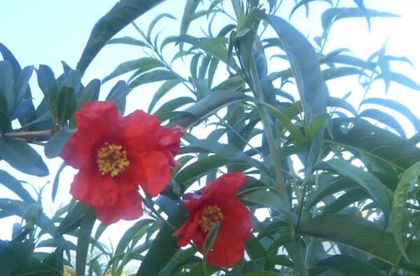 pomegranate blooms. red flowers with yellow centers.