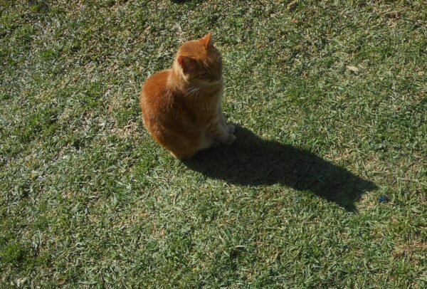Sophie and her shadow 2. Orange tabby on the grass with her shadow.