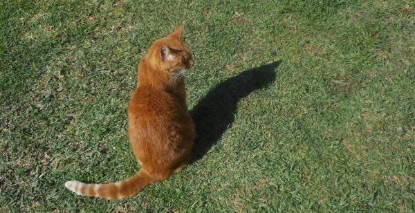 Sophie and her shadow 4. Orange tabby on the grass with her shadow.