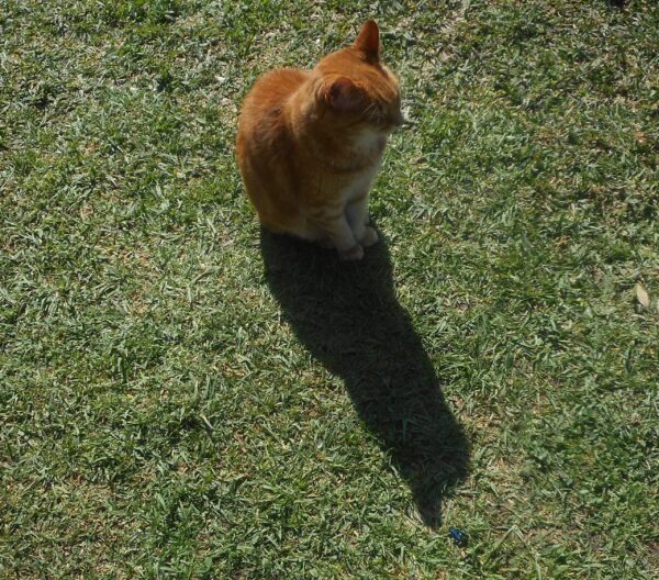 Sophie and her shadow 1. Orange tabby on grass with her shadow.
