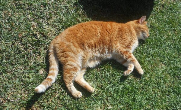 Sophie enjoying the sun on her side. orange tabby resting in the sunlight.