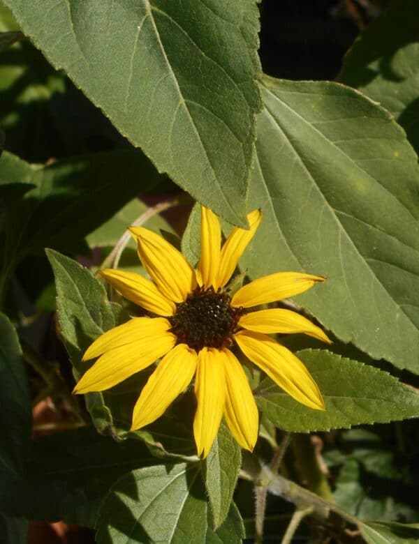 small sunflower against green background.