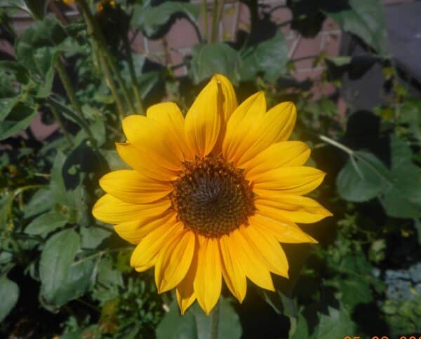 sunlit sunflower