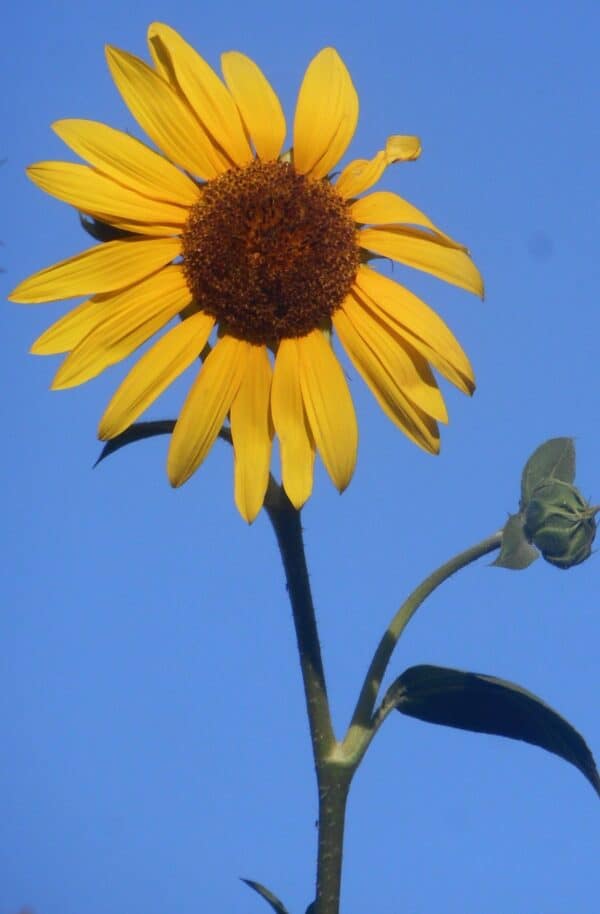 Sunflower against blue sky.