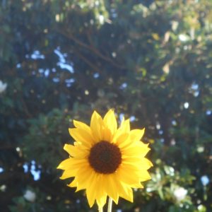 Single sunflower with a Magnolia tree in background.