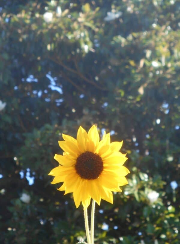 Single sunflower with a Magnolia tree in background.