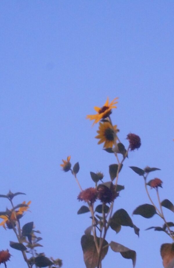 Sunflowers in the waning light.