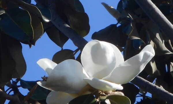magnolia bloom side view. white flower surrounded by green leaves and grey branches.