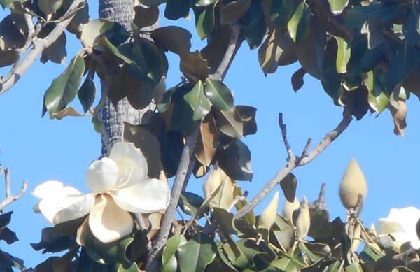 magnolia blossoms. a few partially bloomed blossoms against green leaves and a blue sky.