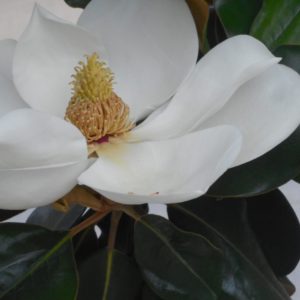 close up of a magnolia blossom. white flower with a yellow center set against green leaves.