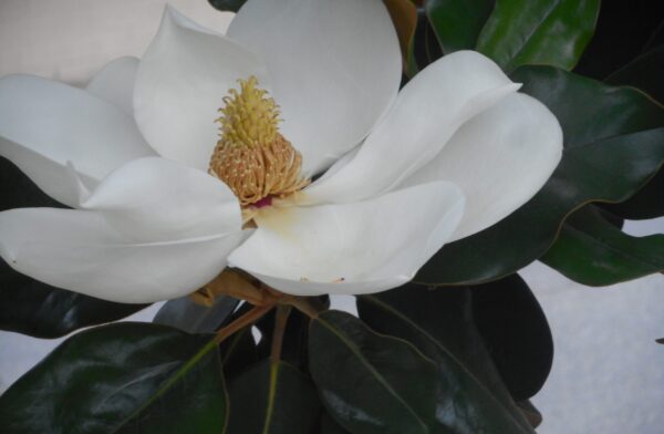 close up of a magnolia blossom. white flower with a yellow center set against green leaves.
