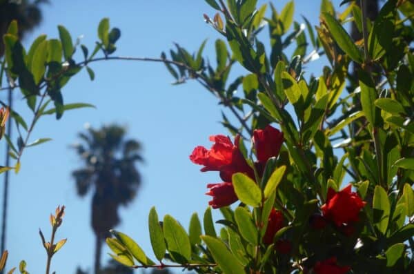 pomegranate blooms 2. red flowers on green branches. a palm tree off in the background.
