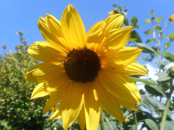 Bee on a sunflower.