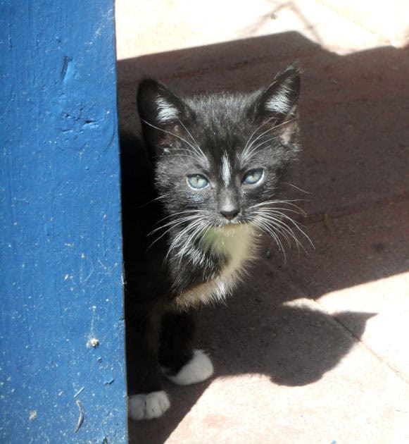 Dylan is a black and white kitten. He was hiding near a bench.