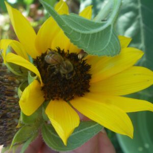 a honey bee on a sunflower. May 2021.