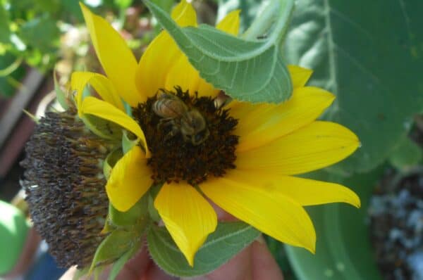 a honey bee on a sunflower. May 2021.