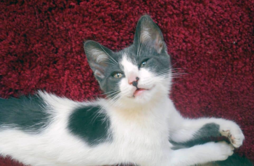 Sam facing upward. Sam is a white and dark gray kitten.