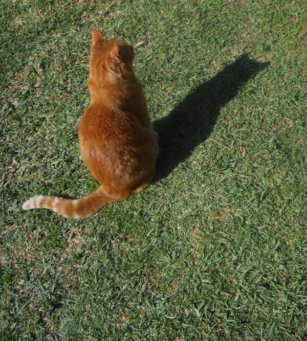 Sophie and her shadow 3. Orange tabby on the grass with her shadow.