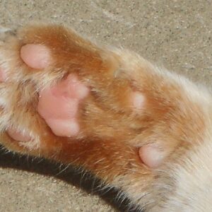a close up of Sohpie's paw. pink paw pads surrounded by orange fur.