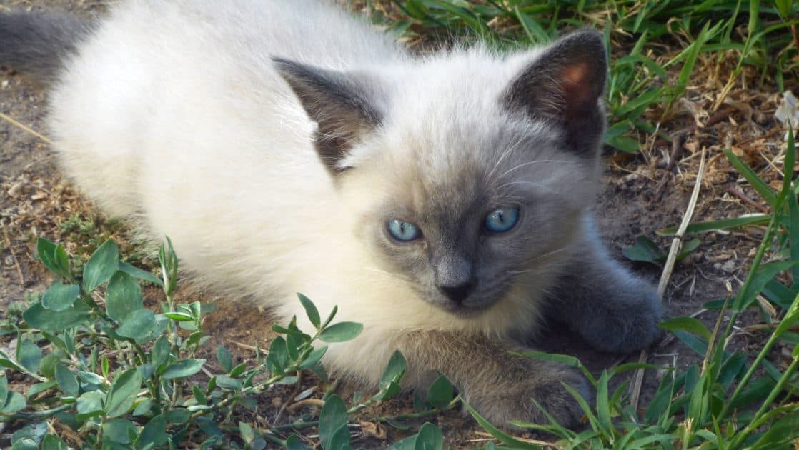 Teddy is a beige kitten with a dark face, ears and tail. He's very sweet and loves to cuddle.