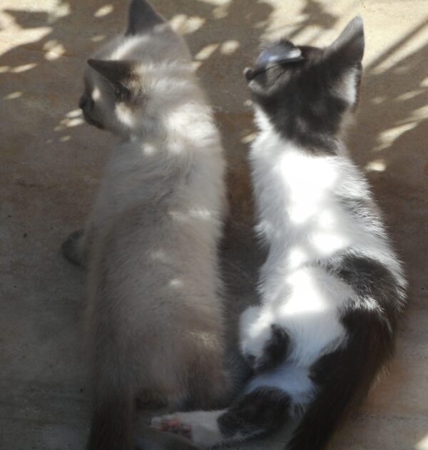 Teddy and Sam. Teddy left is a beige shade with dark ears, face, paws and tail. Same is white and gray. They are brothers who love to play.