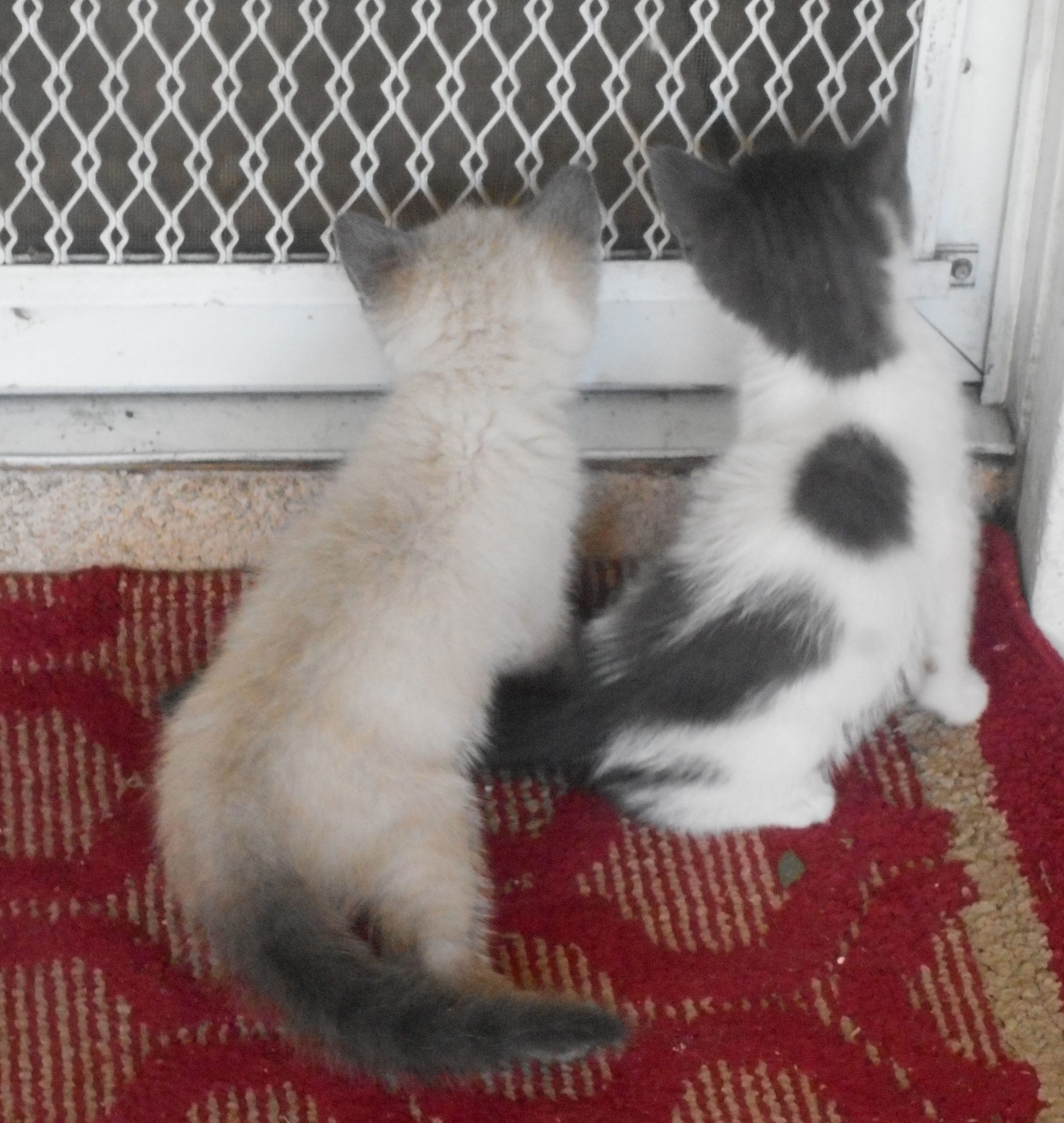 Sam and Teddy looking inside through the screen door. Teddy and Sam. Teddy left is a beige shade with dark ears, face, paws and tail. Sam right is white and gray. They are brothers who love to play.