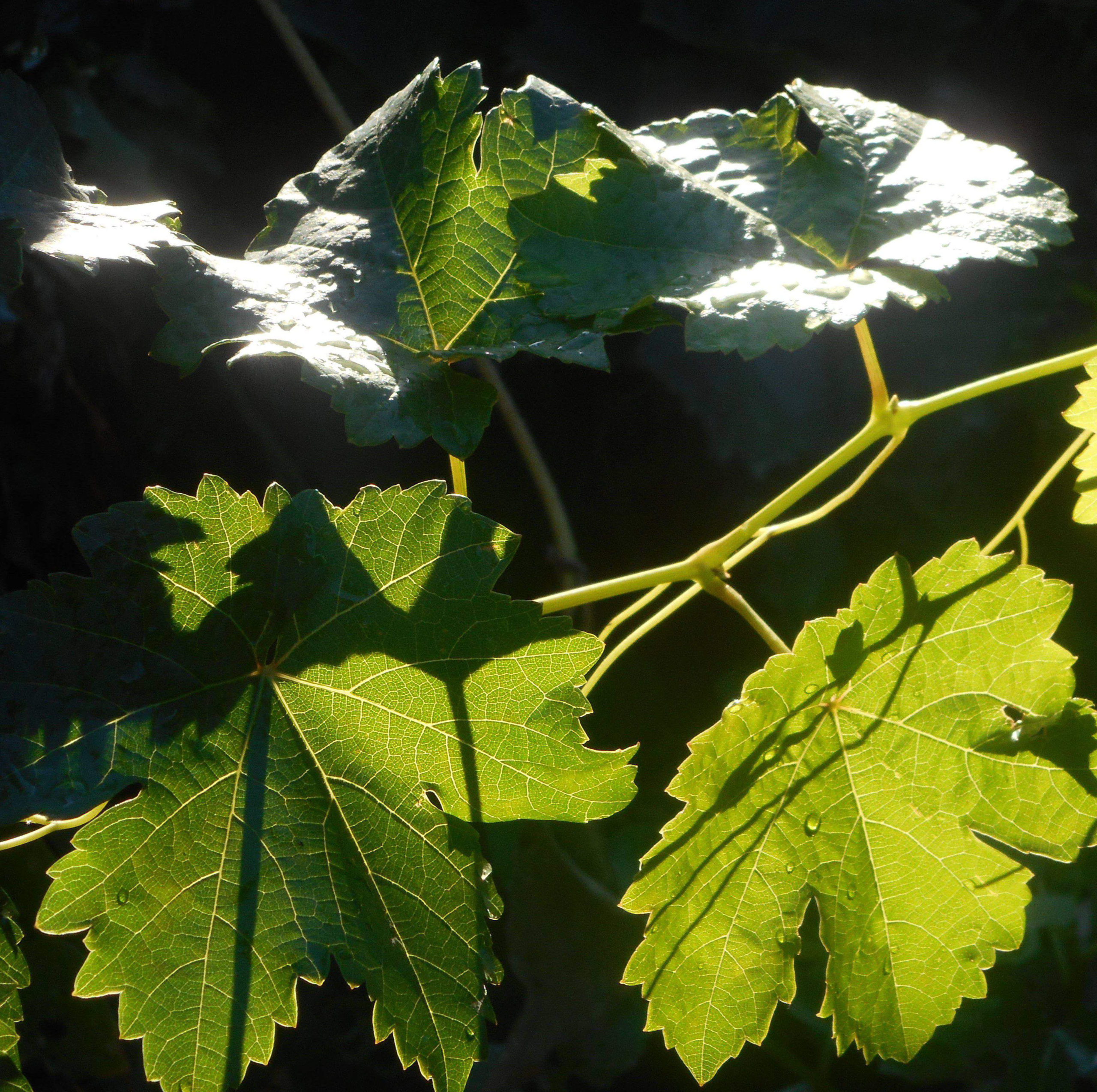 Grape vine light and shadow image. a photo of a grape vine being light and shaded by light.