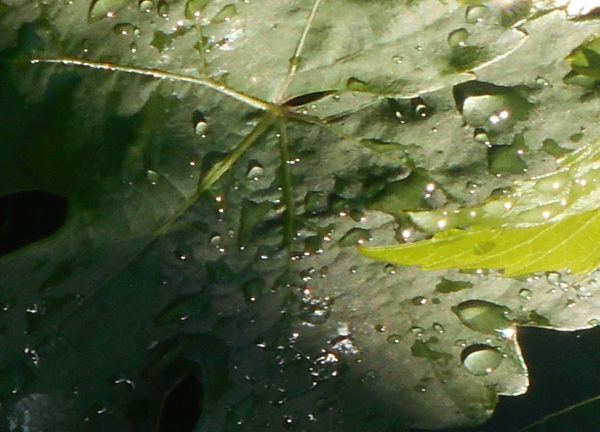 water droplets on a grape leaf. leaf shaded with shadow and light.