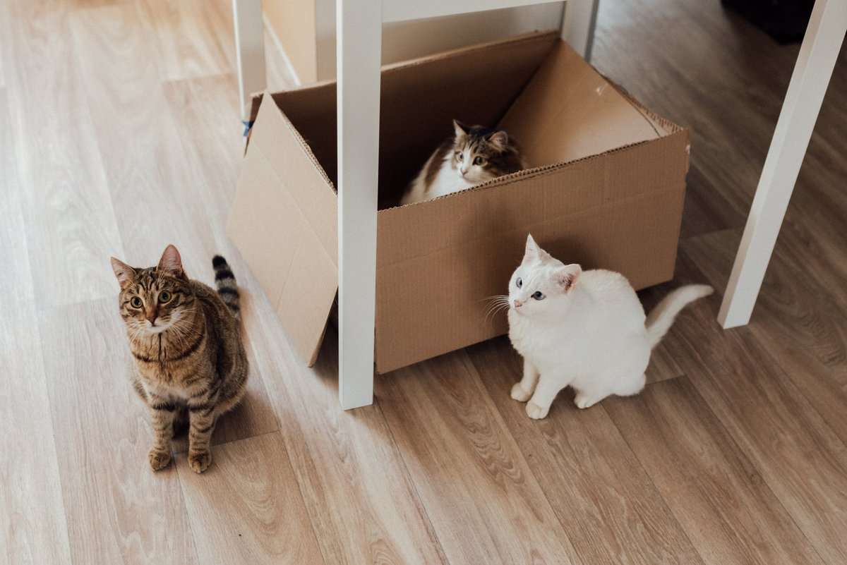 white cat and brown tabby cat on brown cardboard box