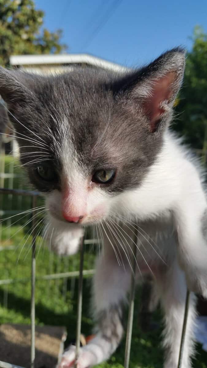 Sam. Sam is a gray and white kitten. photo taken May 14th 20201.