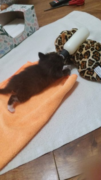 black and white kitten on a micorfiber cloth. eating from a bottle reclined on it's kitty toy.