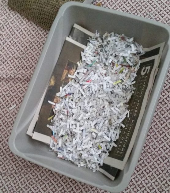 Shredded paper on top of newspaper in litter box.