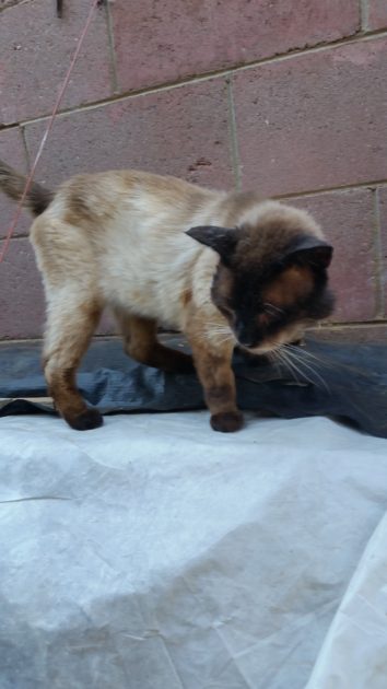 TJ July 2022. Older stray Siamese.