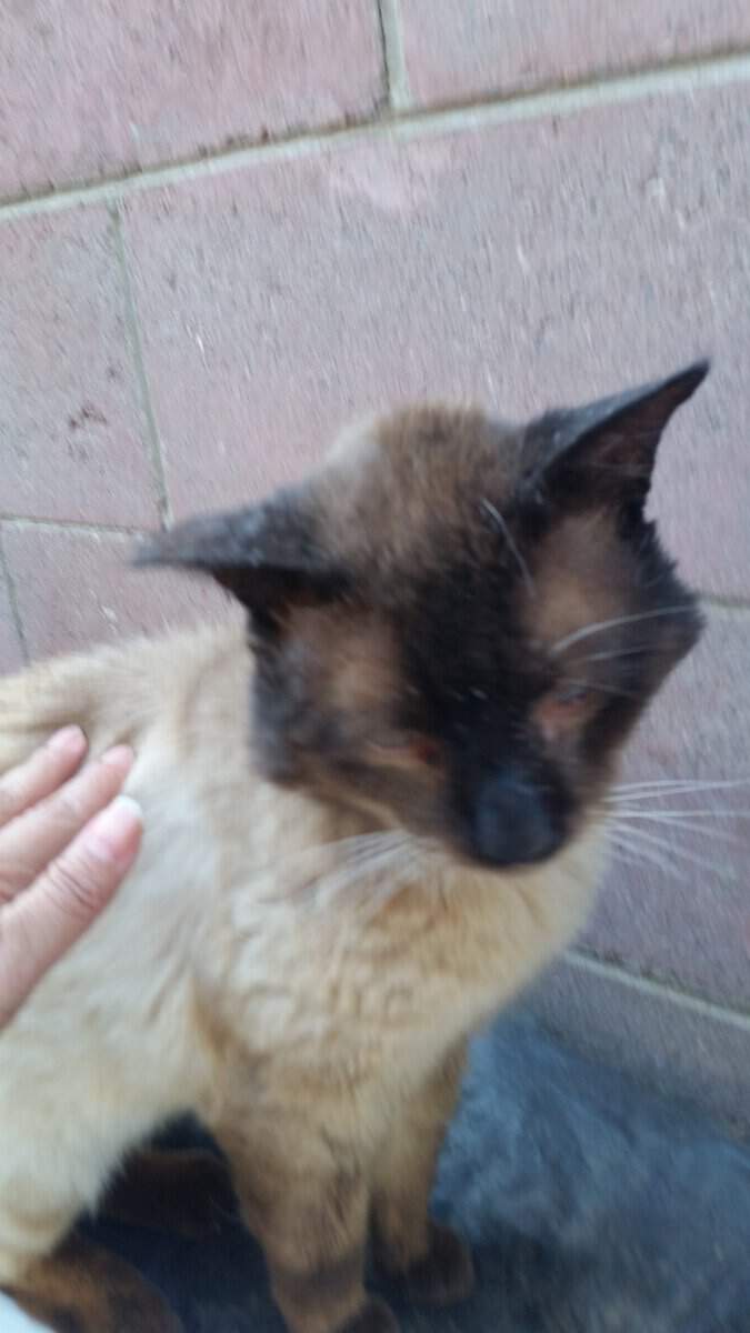 TJ getting a pet July 2022. Older stray Siamese.