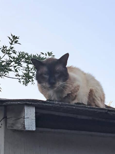 TJ sitting on shed roof July 2022.Older stray Siamese.