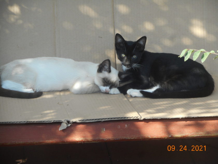 Bowie and Ziggy resting on the bench. Siamese mix napping. Black and white kitten glancing at camera.