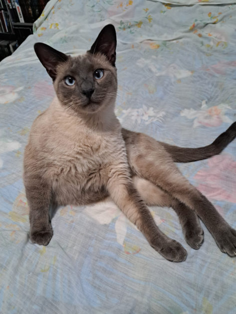 Teddy July 28 2022. Siamese cat resting on my bed.