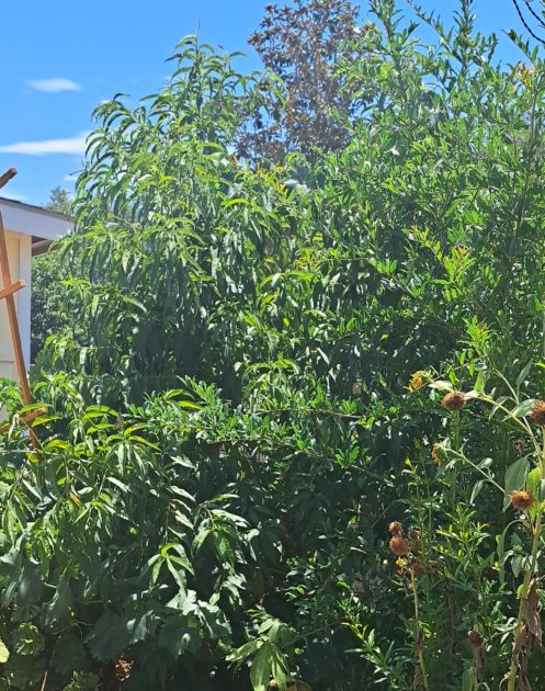 garden picture featuring shade.