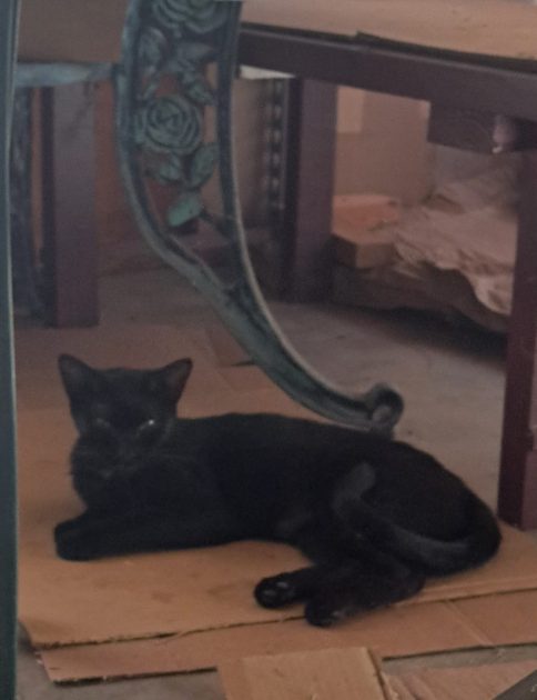 shadow resting on cardboard. black cat resting on cardboard boxes.