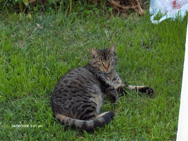 Tigger 2006. Gray tabby laying in the grass.